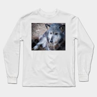 Grey and white wolf portrait closeup with golden eyes stunning on t-shirt or other clothing, or animal print Long Sleeve T-Shirt